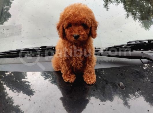 Apricot Ve Red Mini Toy Anne Baba Secereli görsel