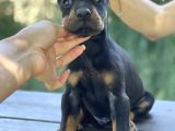 A Kalite King Dobermann Yavrularımız