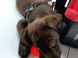 Çikolata 1. Kalite Labrador Acil Sahiplendirme