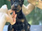 A Kalite King Dobermann Yavrularımız
