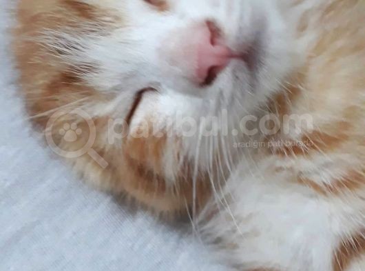Scottish Fold Gold Yavru