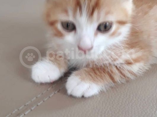 Scottish Fold Gold Yavru
