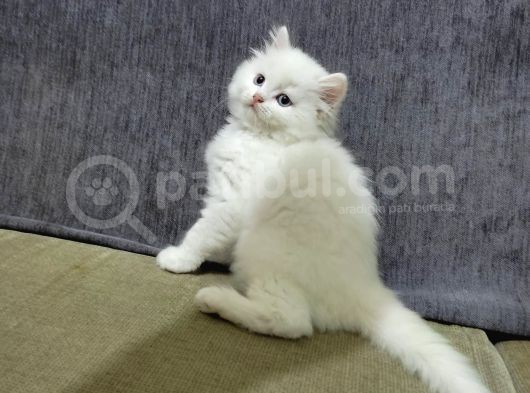 2 Aylık  Scottish Straight Longhair görsel