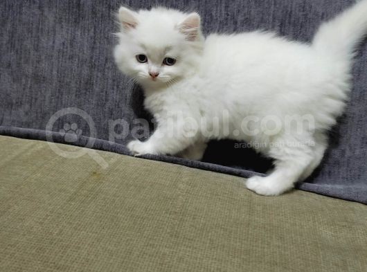 2 Aylık  Scottish Straight Longhair görsel