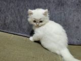 2 Aylık  Scottish Straight Longhair