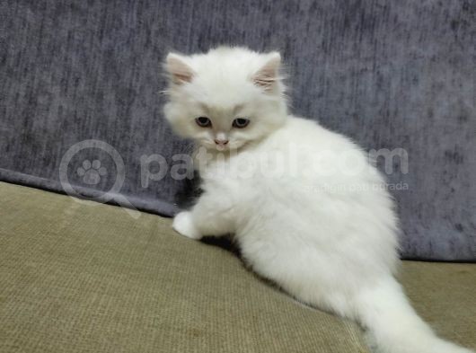 2 Aylık  Scottish Straight Longhair görsel