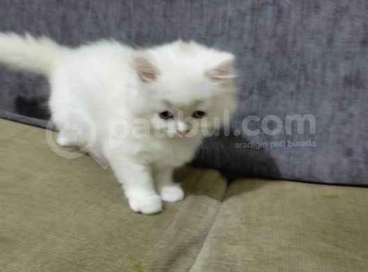 2 Aylık  Scottish Straight Longhair görsel