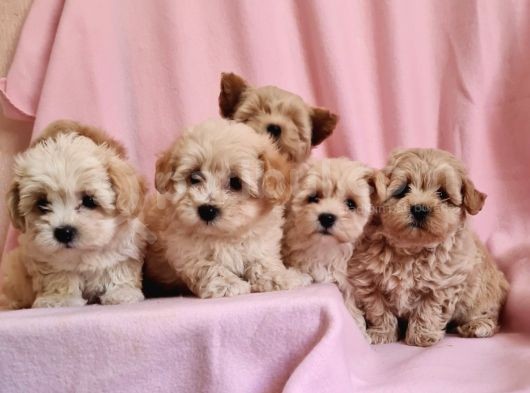 A Kalite Anne Baba Maltipoo Orjinal Yavrular
