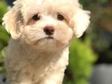 Yeşil Gözlü Mükemmel Maltıpoo Yavrumuz