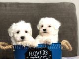 Irkının En İyileri Maltese Terrier Yavrularimiz