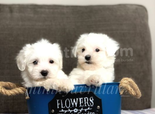 Irkının En İyileri Maltese Terrier Yavrularimiz görsel