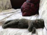 Scottish Fold , 1 Aylık Erkek Yavru