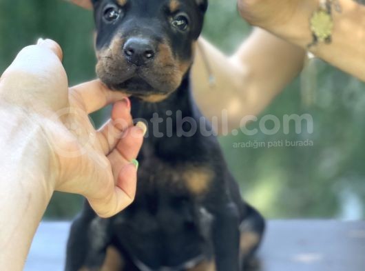 A Kalite King Dobermann Yavruları görsel