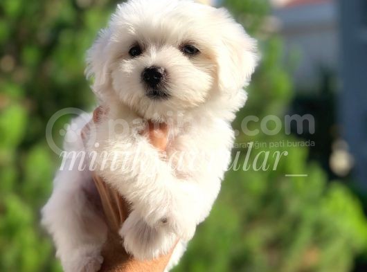 Safkan 0 Numara Maltese Terrier Yavrularimiz görsel
