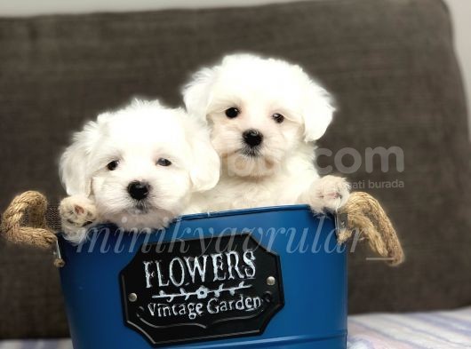 Irkının En İyileri Maltese Terrier Yavrularimiz