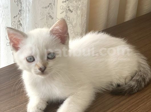 Evde Büyüyen Tatlı Yavrular görsel