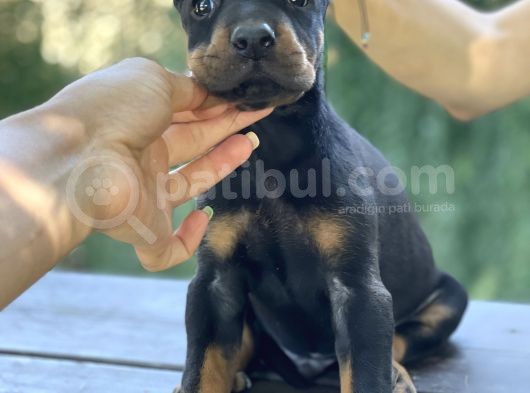A Kalite King Dobermann Yavruları