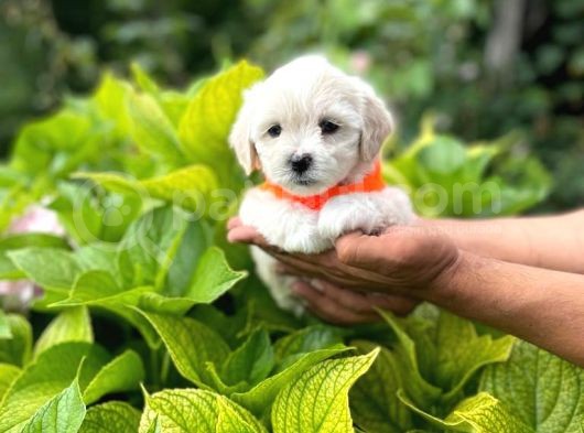 Minik Maltese Terrier görsel