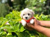 Minik Maltese Terrier