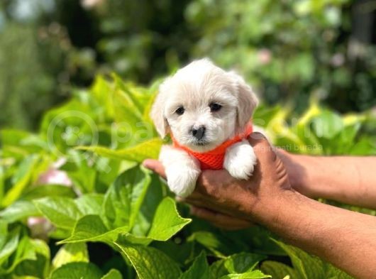 Minik Maltese Terrier görsel