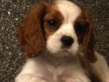 Cavalier King Charles