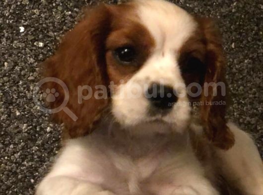 Cavalier King Charles