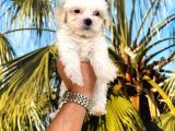 Maltipoo Yavrum Teslime Hazir