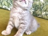 Scottish Fold Kardeşler (Açıklamayı Okuyunuz)