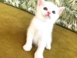 Scottish Fold Kardeşler (açıklamayı Okuyunuz)