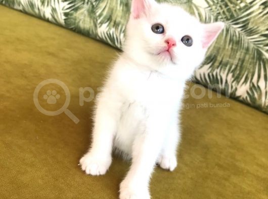 Scottish Fold Kardeşler (Açıklamayı Okuyunuz)