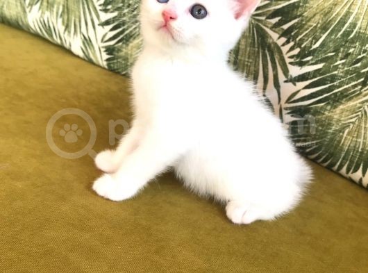 Scottish Fold Kardeşler (Açıklamayı Okuyunuz) görsel
