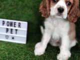 Cavalier King Charles Bebekler