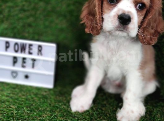 Cavalier King Charles Bebekler görsel