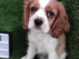 Cavalier King Charles Bebekler