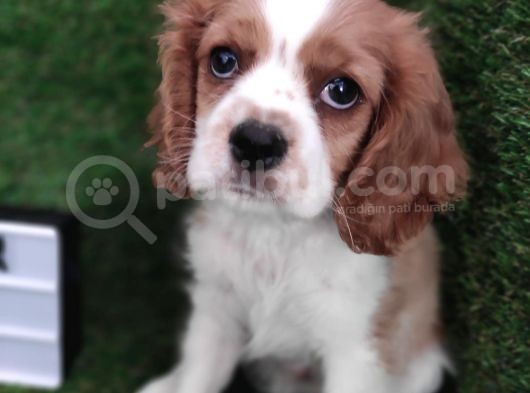 Cavalier King Charles Bebekler görsel