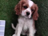 Cavalier King Charles Bebekler