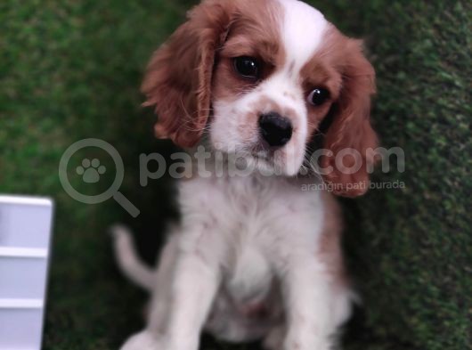 Cavalier King Charles Bebekler görsel