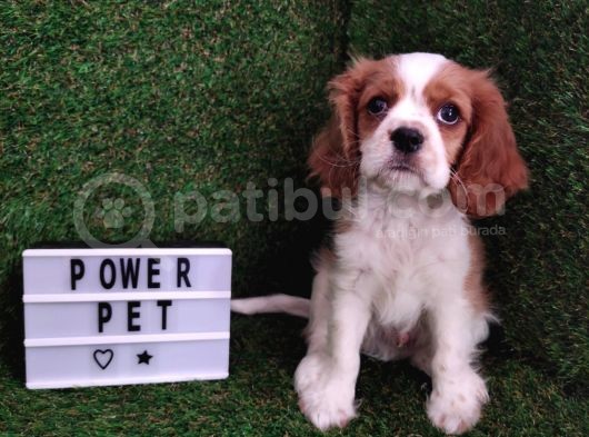 Cavalier King Charles Bebekler