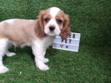 Cavalier King Charles Bebekler