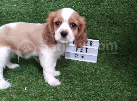 Cavalier King Charles Bebekler görsel