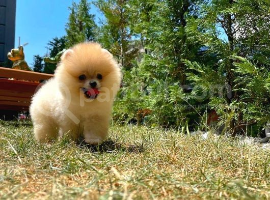 Yarışma Duzeyinde Micro 0,75  Burun 3 Aylik Dişi Teddybear Teddyface Ayı Surat Pomeranian Boo  A Plus  Safkan görsel