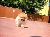 Yarışma Duzeyinde Micro 0,60 Burun  3 Aylik Dişi  Teddybear Teddyface Ayı Surat Pomeranian Boo  A Plus  Safkan