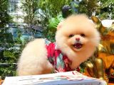 Yarışma Duzeyinde Micro  0,50 Pembe Burun 3 Aylik Dişi  Teddybear Teddyface Ayı Surat