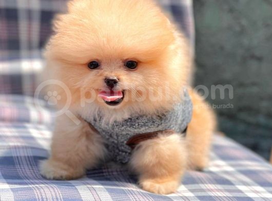 Safkan Pomerani̇an Boo Yavrularimiz görsel