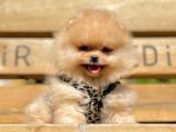 Safkan Pomerani̇an Boo Yavrularimiz