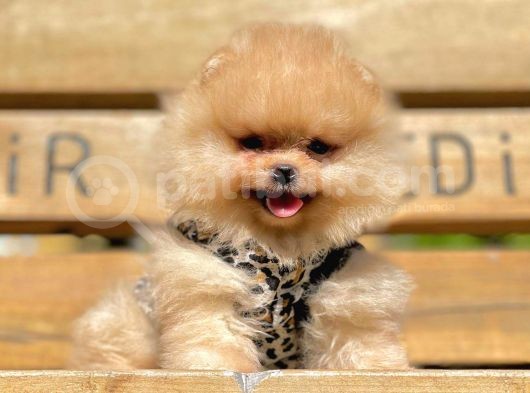 Safkan Pomerani̇an Boo Yavrularimiz görsel