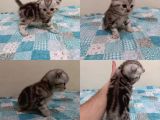 Ev Ortamında Dünyaya Gelen Scottish Fold Ve Scottish Straight Yavrularımız