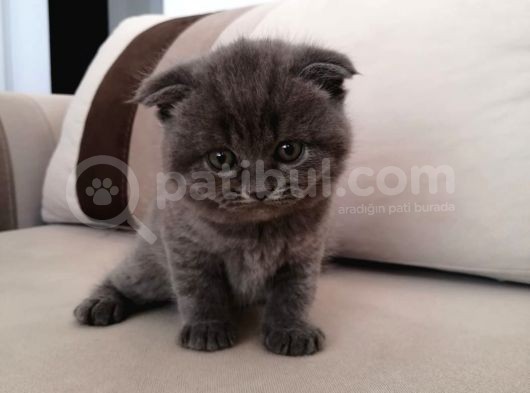 Gri Scrli Scottish Fold Tyavrular 2 Aylık görsel