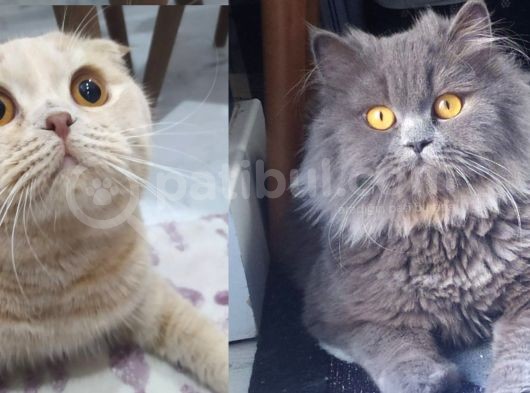 Gri Scrli Scottish Fold Tyavrular 2 Aylık görsel