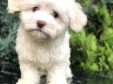 Dizayn Irk Maltıpoo Yavrumuz